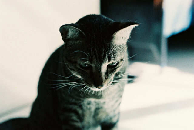 King Film Color Zealous 200/135-36